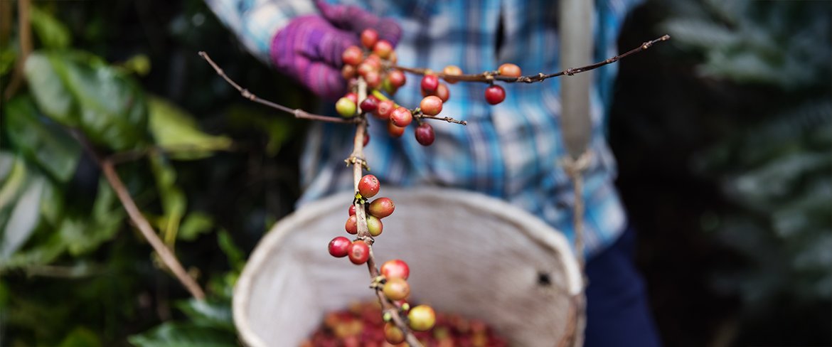 Speciality coffee beans